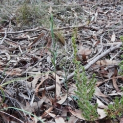 Bunochilus umbrinus (ACT) = Pterostylis umbrina (NSW) at suppressed - 3 Jun 2016