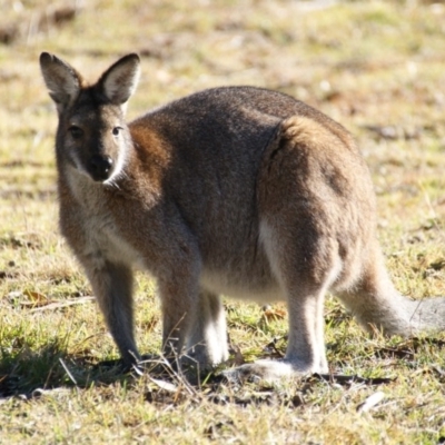 Notamacropus rufogriseus (Red-necked Wallaby) at Paddys River, ACT - 29 Jun 2016 by roymcd