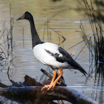 Anseranas semipalmata (Magpie Goose) at Paddys River, ACT - 29 Jun 2016 by roymcd