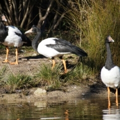 Anseranas semipalmata at Paddys River, ACT - 29 Jun 2016