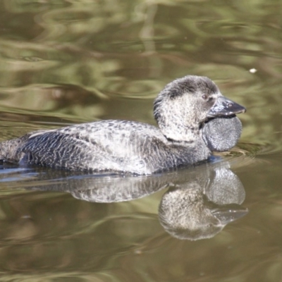 Biziura lobata (Musk Duck) at Paddys River, ACT - 29 Jun 2016 by roymcd