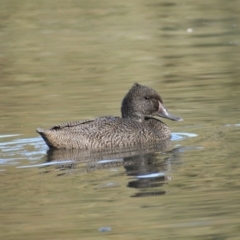 Stictonetta naevosa (Freckled Duck) at Paddys River, ACT - 29 Jun 2016 by roymcd