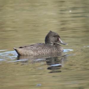 Stictonetta naevosa at Paddys River, ACT - 29 Jun 2016