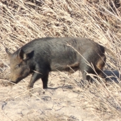 Sus scrofa (Wild Boar, Feral Pig) at Paddys River, ACT - 29 Jun 2016 by MichaelBedingfield