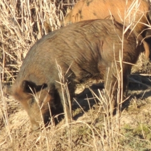 Sus scrofa at Paddys River, ACT - suppressed