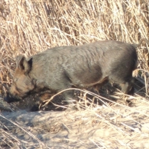 Sus scrofa at Paddys River, ACT - suppressed