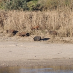 Sus scrofa at Paddys River, ACT - suppressed