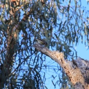 Pardalotus striatus at Majura, ACT - 29 Jun 2016