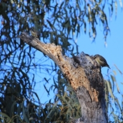 Pardalotus striatus at Majura, ACT - 29 Jun 2016