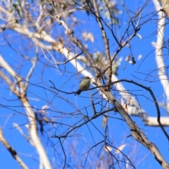 Acanthiza reguloides (Buff-rumped Thornbill) at Majura, ACT - 29 Jun 2016 by petersan