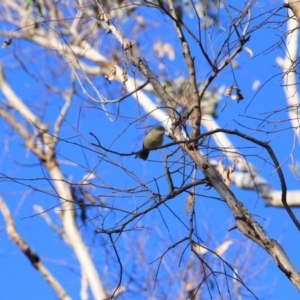 Acanthiza reguloides at Majura, ACT - 29 Jun 2016