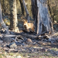 Vulpes vulpes (Red Fox) at Red Hill Nature Reserve - 21 Jul 2015 by roymcd