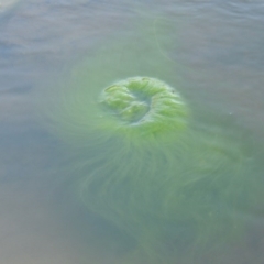 Zygnemaceae (family) (Silkweed (A freshwater algae)) at Pine Island to Point Hut - 26 Mar 2015 by michaelb