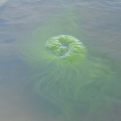 Zygnemaceae (family) (Silkweed (A freshwater algae)) at Bonython, ACT - 26 Mar 2015 by MichaelBedingfield