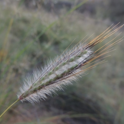 Dichanthium sericeum (Queensland Blue-grass) at Gigerline Nature Reserve - 28 Feb 2016 by michaelb