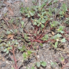 Portulaca oleracea (Munyeroo ,Pigweed, Purslane) at Tennent, ACT - 28 Feb 2016 by michaelb