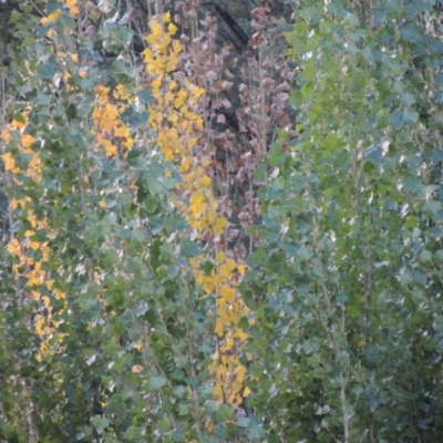 Populus nigra (Lombardy Poplar) at Tennent, ACT - 28 Feb 2016 by MichaelBedingfield