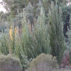 Populus nigra at Tennent, ACT - 28 Feb 2016