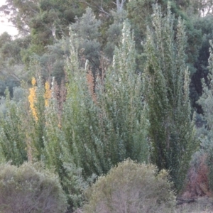 Populus nigra at Tennent, ACT - 28 Feb 2016 07:39 PM