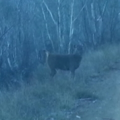 Cervus unicolor at Cotter River, ACT - suppressed