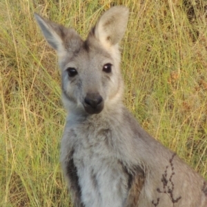 Osphranter robustus robustus at Tennent, ACT - 28 Feb 2016