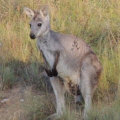 Osphranter robustus at Tennent, ACT - 28 Feb 2016