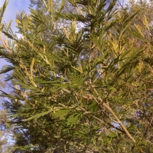 Acacia mearnsii at Jerrabomberra, ACT - 1 Jul 2016