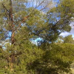 Acacia mearnsii at Jerrabomberra, ACT - 1 Jul 2016