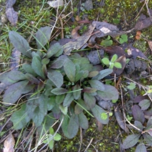 Ajuga australis at Isaacs Ridge - 29 Jun 2016