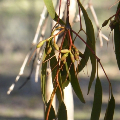 Amyema miquelii (Box Mistletoe) at Jerrabomberra, ACT - 1 Jul 2016 by Mike