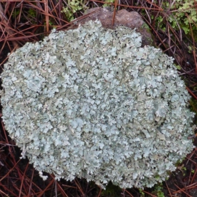 Parmeliaceae (family) (A lichen family) at Isaacs Ridge and Nearby - 24 Jun 2016 by Mike