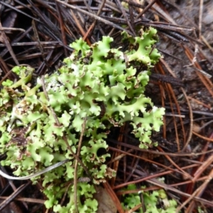 Heterodea sp. at Isaacs, ACT - 24 Jun 2016 05:24 PM