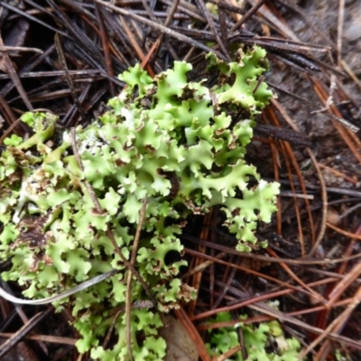 Heterodea sp. (A lichen) at Isaacs Ridge and Nearby - 24 Jun 2016 by Mike