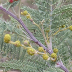 Acacia dealbata at Jerrabomberra, ACT - 24 Jun 2016