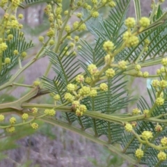 Acacia decurrens (Green Wattle) at Jerrabomberra, ACT - 24 Jun 2016 by Mike