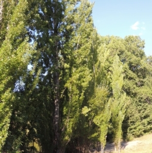 Populus nigra at Yarralumla, ACT - 9 Mar 2016