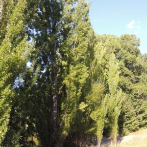 Populus nigra at Yarralumla, ACT - 9 Mar 2016 05:55 PM