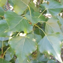 Populus nigra at Yarralumla, ACT - 9 Mar 2016 05:55 PM