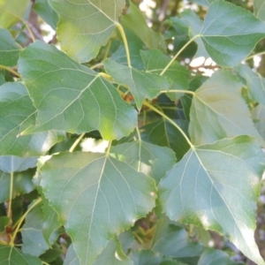 Populus nigra at Yarralumla, ACT - 9 Mar 2016 05:55 PM