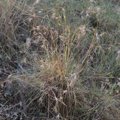 Themeda triandra (Kangaroo Grass) at Yarralumla, ACT - 9 Mar 2016 by MichaelBedingfield