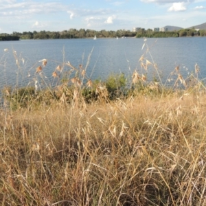 Themeda triandra at Lake Burley Griffin West - 9 Mar 2016 06:27 PM