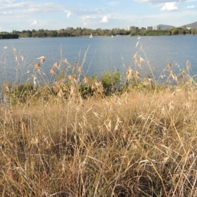 Themeda triandra (Kangaroo Grass) at Lake Burley Griffin West - 9 Mar 2016 by MichaelBedingfield