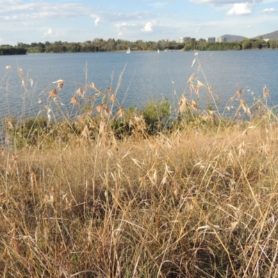 Themeda triandra (Kangaroo Grass) at Blue Gum Point to Attunga Bay - 9 Mar 2016 by michaelb