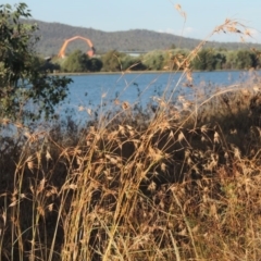 Themeda triandra (Kangaroo Grass) at Blue Gum Point to Attunga Bay - 9 Mar 2016 by michaelb