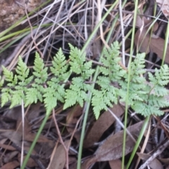 Cheilanthes austrotenuifolia (Rock Fern) at Jerrabomberra, NSW - 2 Jul 2016 by MattM