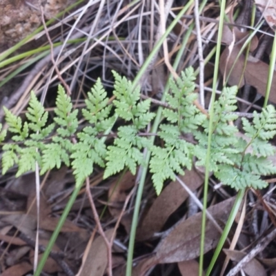 Cheilanthes austrotenuifolia (Rock Fern) at Mount Jerrabomberra - 2 Jul 2016 by MattM