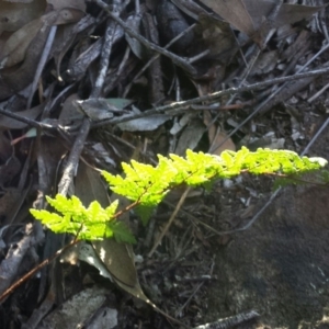 Cheilanthes austrotenuifolia at Jerrabomberra, NSW - 2 Jul 2016 02:57 PM