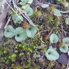 Cyrtostylis reniformis (Common Gnat Orchid) at Mount Jerrabomberra QP - 2 Jul 2016 by MattM