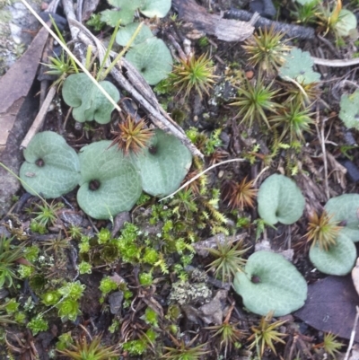 Cyrtostylis reniformis (Common Gnat Orchid) at Mount Jerrabomberra - 2 Jul 2016 by MattM