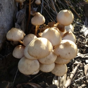 Mycena sp. at Acton, ACT - 1 Jul 2016 12:00 AM